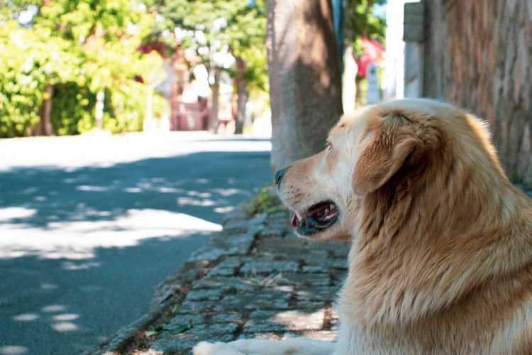 Close-up of dog looking away in city