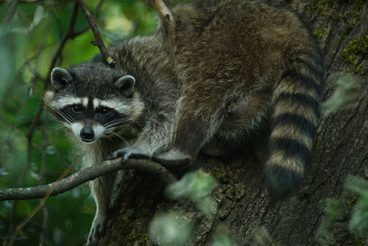 Portrait of raccoon on tree at forest