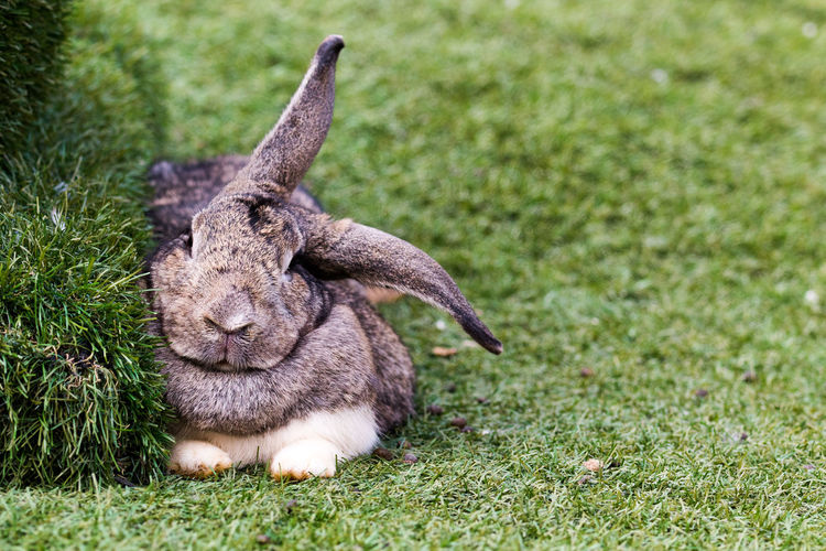 Close-up of bunny resting by plant on grass