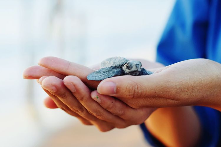 Cropped hands holding small turtle