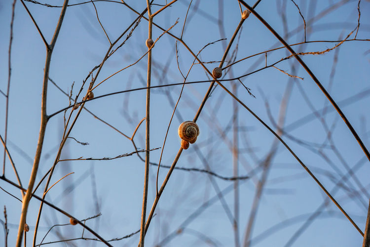 Low angle view of snail on tree against sky