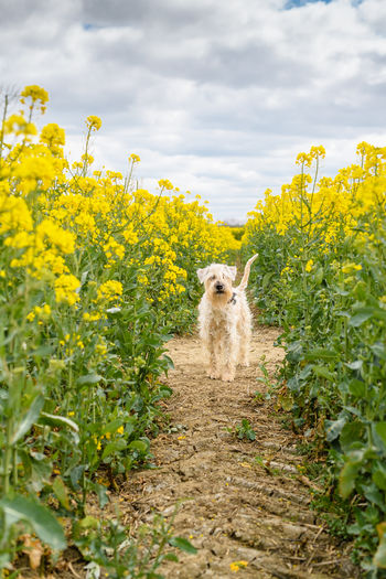 Scenic view of oilseed rape field against sky