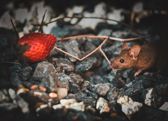 Mouse going to eat a strawberry. 