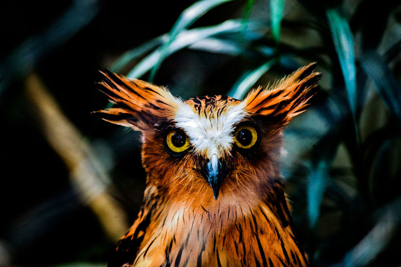 Close-up portrait of buffy fish owl