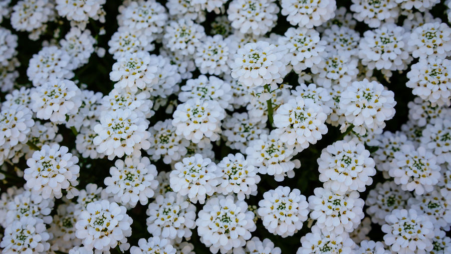 Full frame shot of white flowering plants