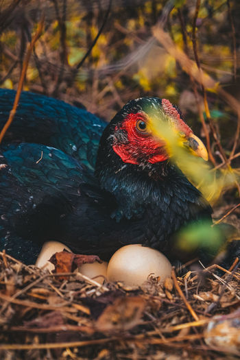 Hens hatching eggs