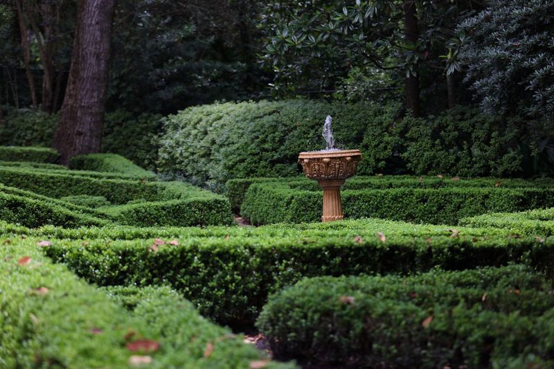 Hedges and fountain in garden