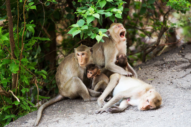 Monkeys sitting in a monkey