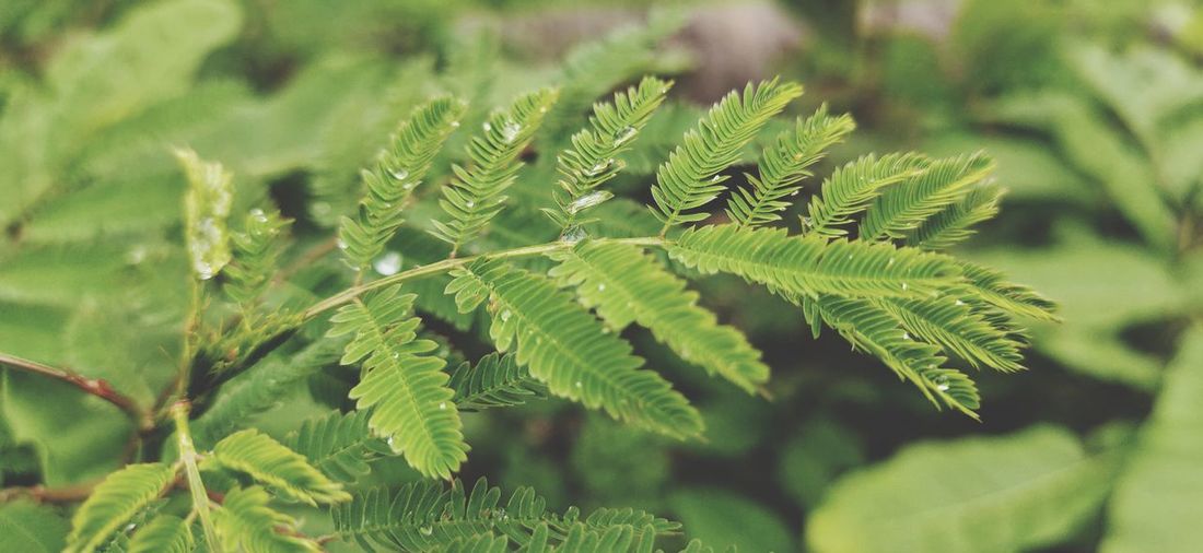 Close-up of green leaves on tree