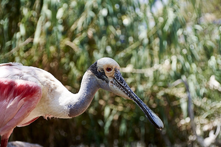 Roseate spoonbill looking at the vegetation, pretty colors, vegetation, pretty look