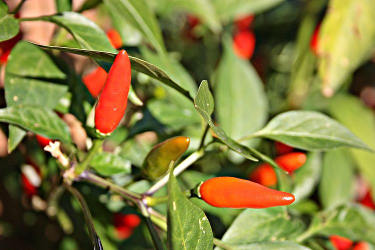Close-up of red chili peppers on plant