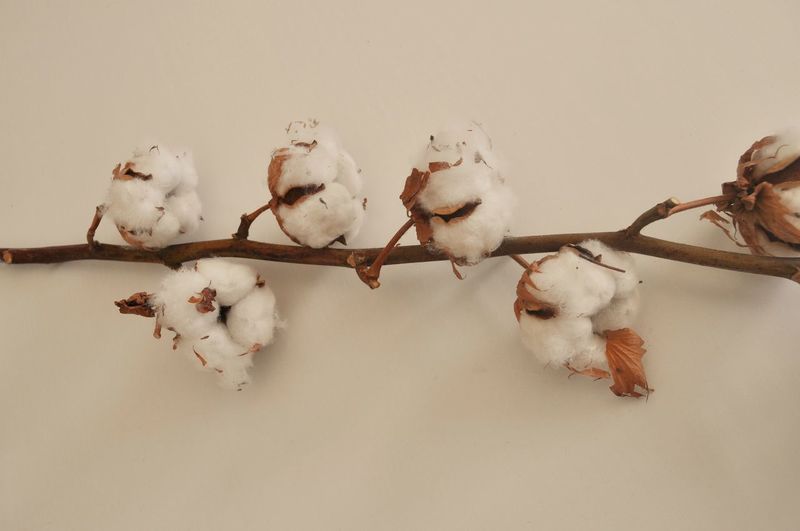 Close-up of cotton plant