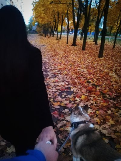 Close-up of dog sitting on autumn leaves