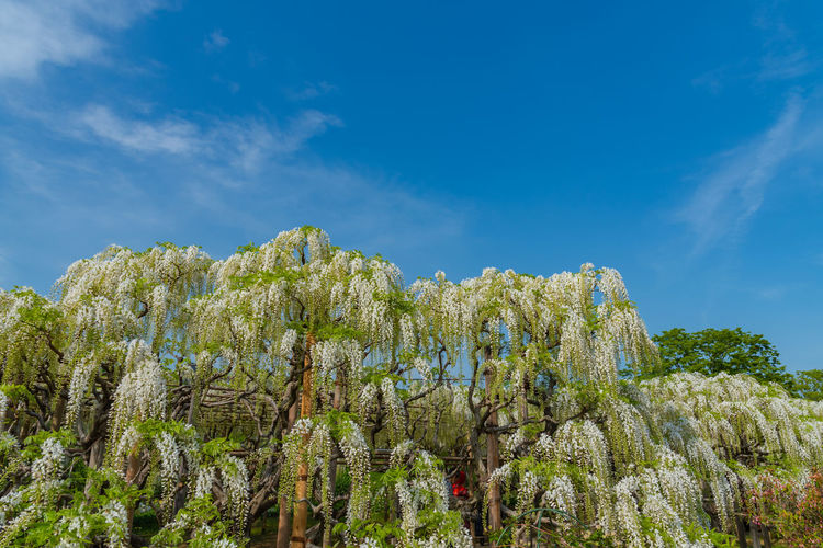 Beautiful full bloom of white wisteria blossom trees trellis, flowers in springtime sunny day