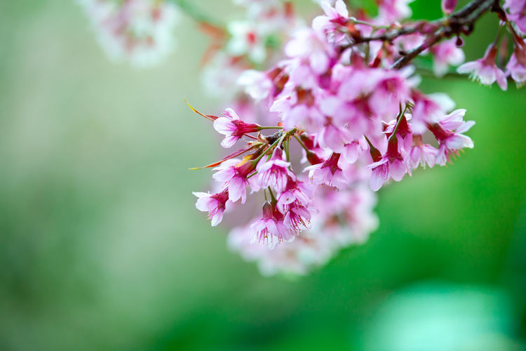 Close-up of pink cherry blossoms