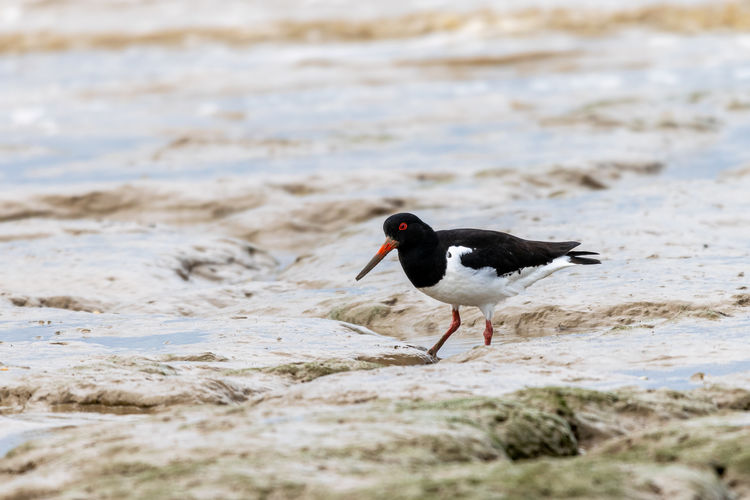 Oystercatcher, haematopus ostralegus, catching flat worms in the mud flats at bradwell on sea, essex