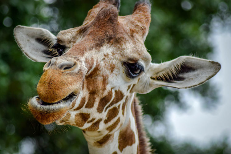 Close-up of giraffe