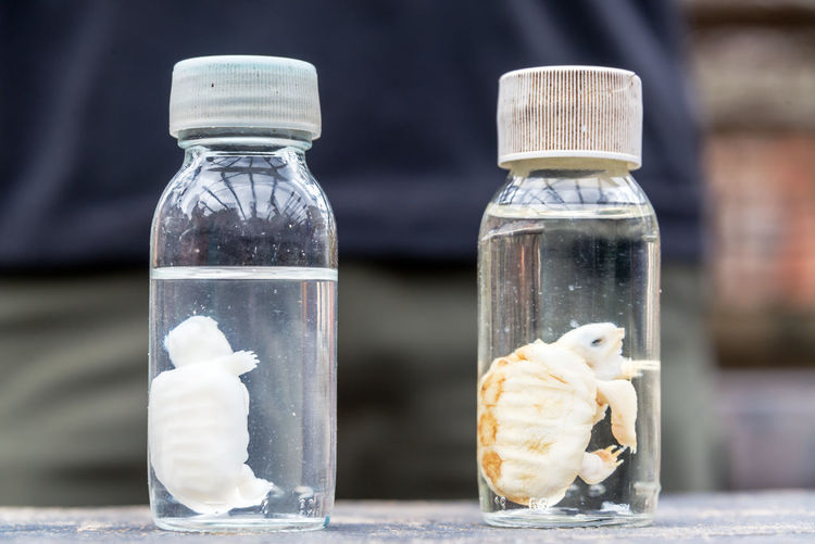 Close-up of tortoise fetuses in bottles at zoo
