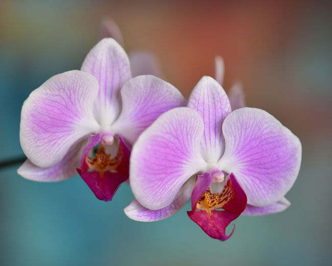Close-up of pink orchids - natural beauty