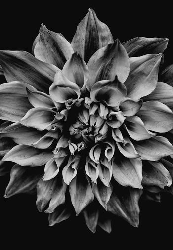 Close-up of flower over black background