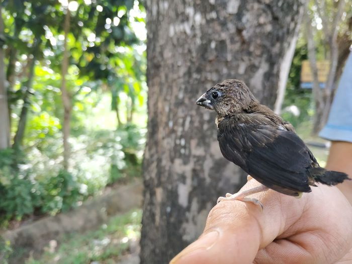 Close-up of bird perching on hand against tree trunk