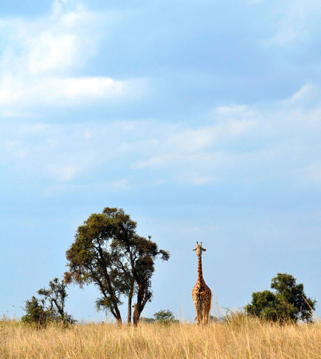 Giraffe standing on field against cloudy sky