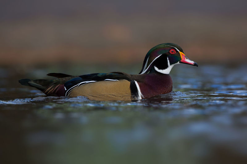Bird swimming in a lake