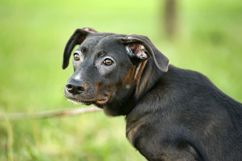 Close-up portrait of a dog