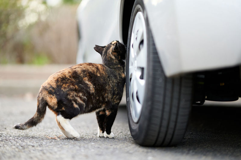 Calico cat rubbing its scent on a car