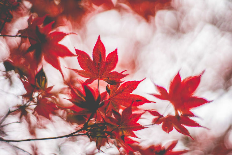 Close-up of red maple leaves against blurred background