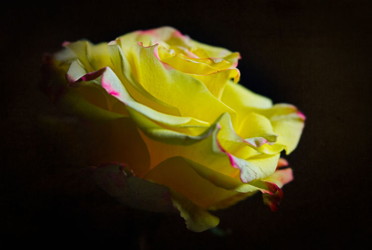 Close-up of yellow rose against black background