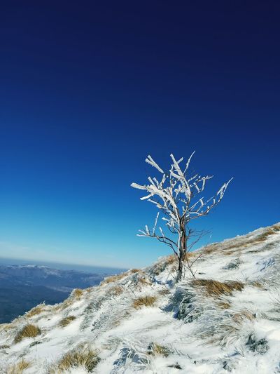 Snow covered landscape against clear blue sky and a tree