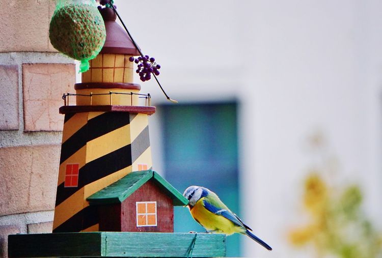 Close-up of bird perching on birdhouse
