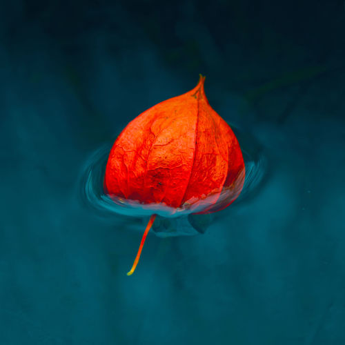 Close-up of orange leaf floating on water