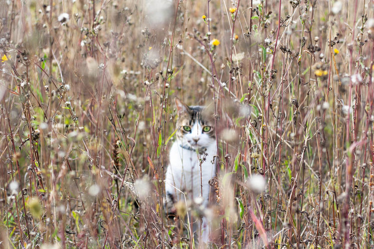 Cat sitting amidst plants on field
