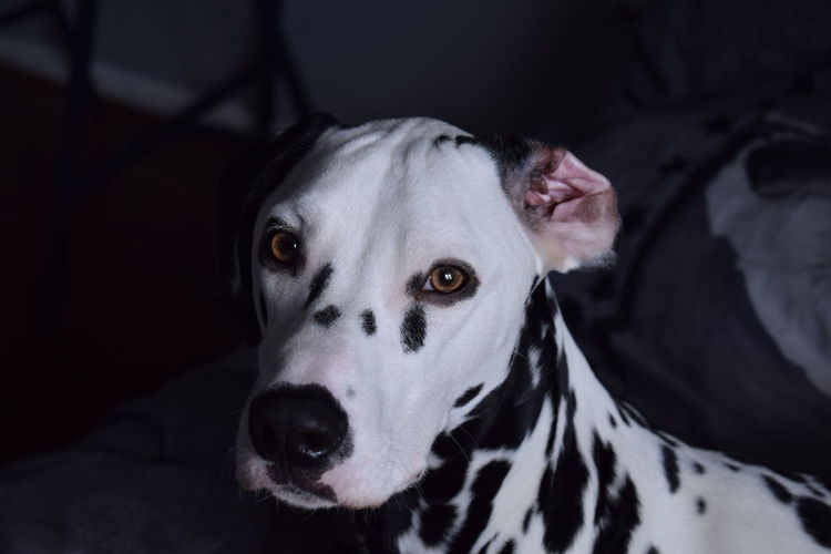 Close-up portrait of dalmatian dog at home