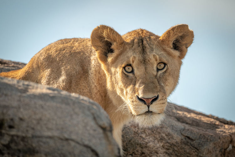 Lioness sits watching camera between rocky boulders