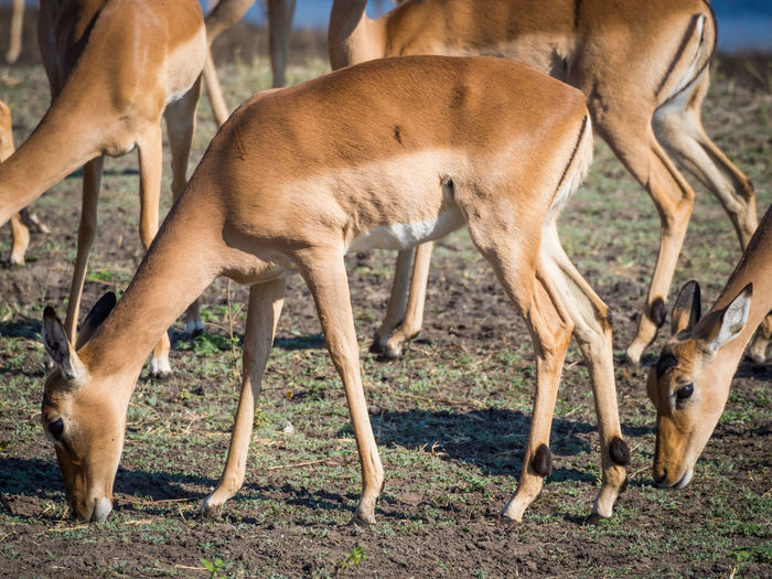 Close-up of impala antelopes grazing at chobe national park, botswana