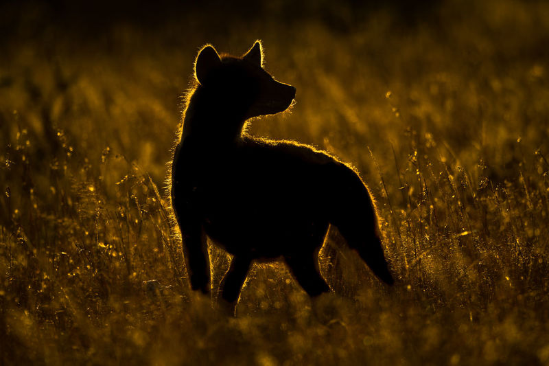 Silhouette of spotted hyena standing in grass