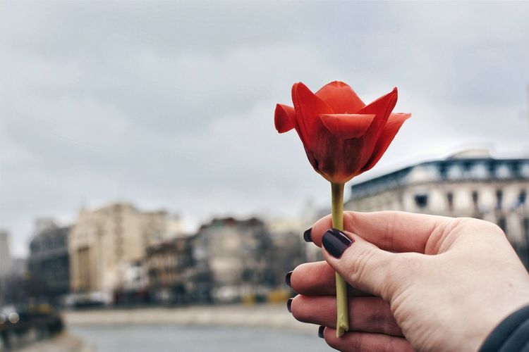 Cropped image of woman hand holding red tulip in city against sky