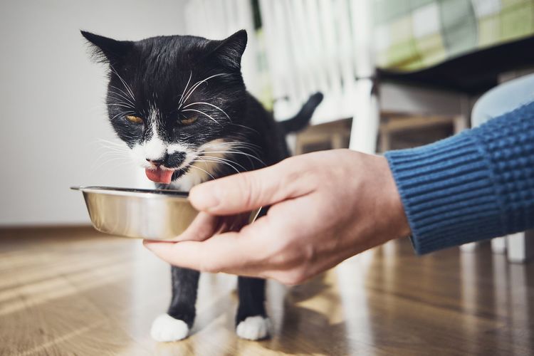 Cropped hand of person holding food for cat at home