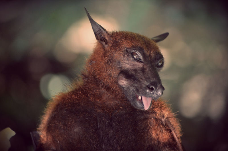Close-up portrait of fruit bat sticking out tongue