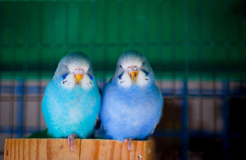 Couple of australian parakeet