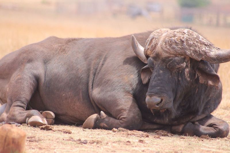 Water buffalo relaxing on field
