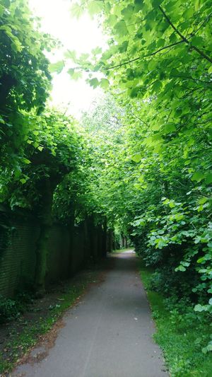Trees in park