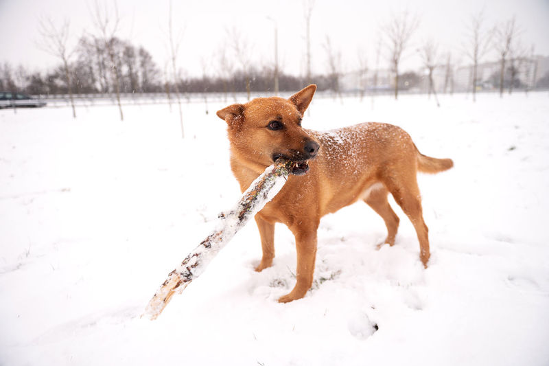 A red-haired dog brought a stick to the owner in winter