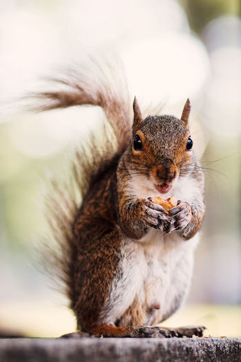 Squirrel holding a nut in central park, new york city, usa
