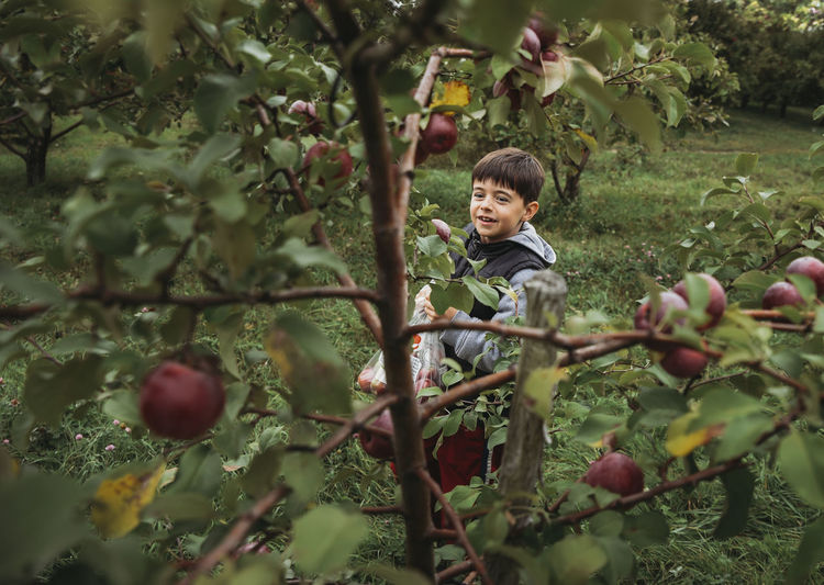 Cute smiling boy harvesting apples at orchard