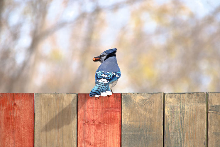 Bird perching on fence