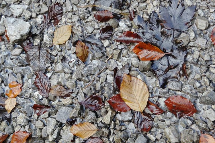 High angle view of fallen leaves